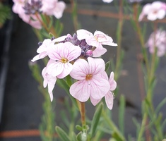 Aethionema grandiflorum 